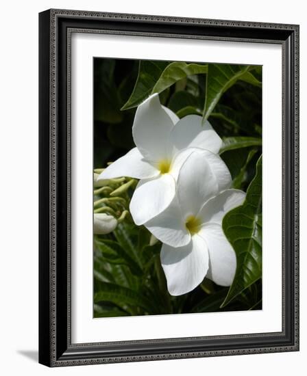 White Flowers on Palm Beach, Aruba-Lisa S. Engelbrecht-Framed Photographic Print