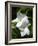 White Flowers on Palm Beach, Aruba-Lisa S. Engelbrecht-Framed Photographic Print