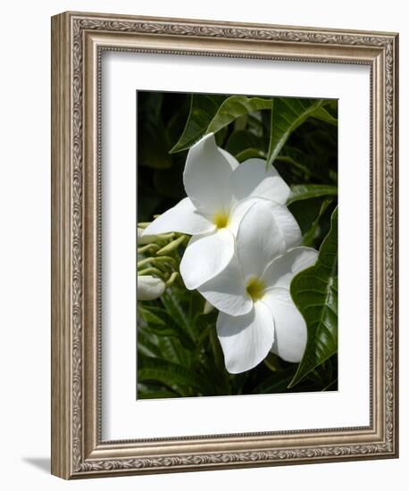 White Flowers on Palm Beach, Aruba-Lisa S. Engelbrecht-Framed Photographic Print