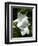 White Flowers on Palm Beach, Aruba-Lisa S. Engelbrecht-Framed Photographic Print