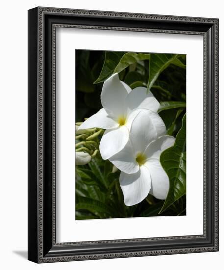 White Flowers on Palm Beach, Aruba-Lisa S. Engelbrecht-Framed Photographic Print