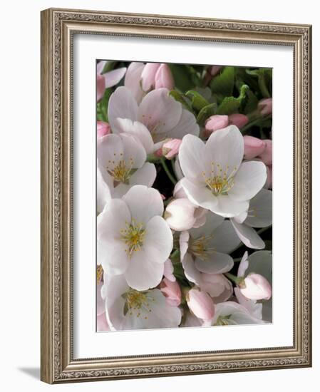 White Flowers, Seattle, Washington, USA-William Sutton-Framed Photographic Print