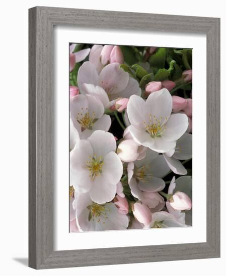 White Flowers, Seattle, Washington, USA-William Sutton-Framed Photographic Print