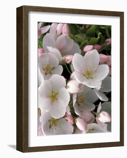 White Flowers, Seattle, Washington, USA-William Sutton-Framed Photographic Print