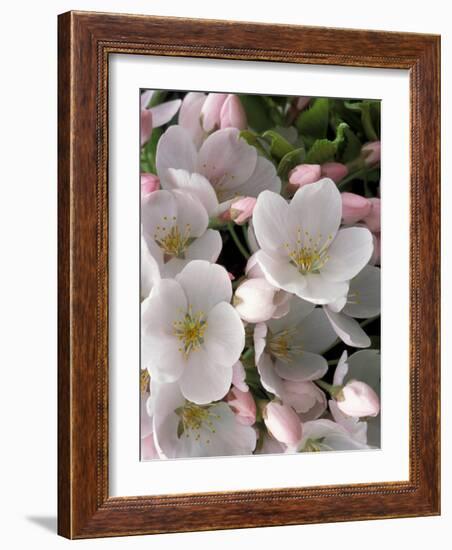 White Flowers, Seattle, Washington, USA-William Sutton-Framed Photographic Print