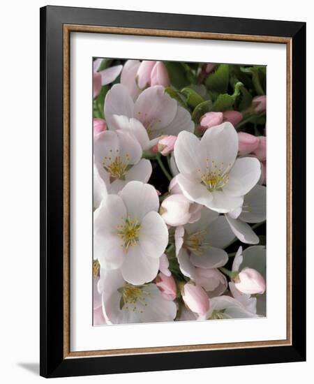 White Flowers, Seattle, Washington, USA-William Sutton-Framed Photographic Print