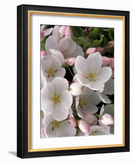 White Flowers, Seattle, Washington, USA-William Sutton-Framed Photographic Print