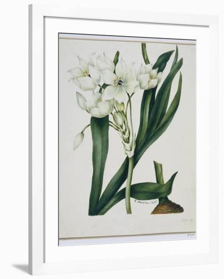 White Flowers with Long Dark Green Leaves-Samuel Holden-Framed Giclee Print