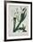 White Flowers with Long Dark Green Leaves-Samuel Holden-Framed Giclee Print