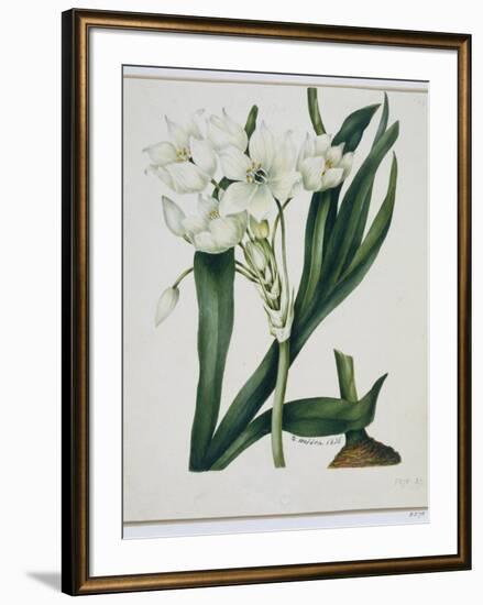 White Flowers with Long Dark Green Leaves-Samuel Holden-Framed Giclee Print