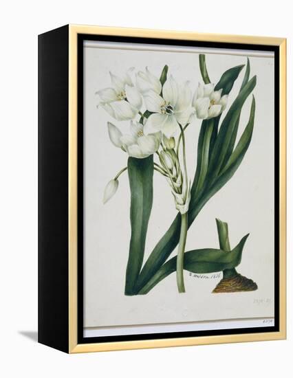 White Flowers with Long Dark Green Leaves-Samuel Holden-Framed Premier Image Canvas