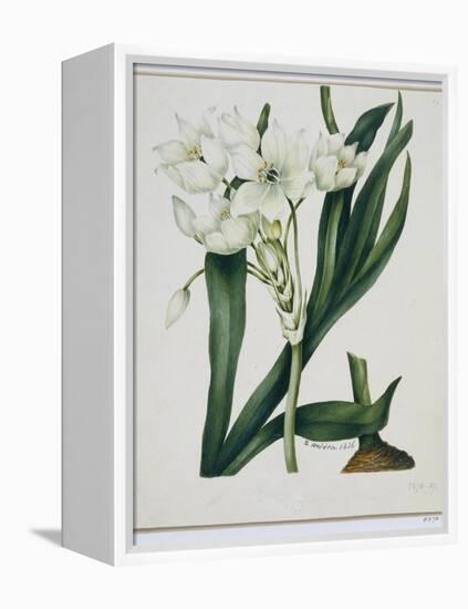 White Flowers with Long Dark Green Leaves-Samuel Holden-Framed Premier Image Canvas