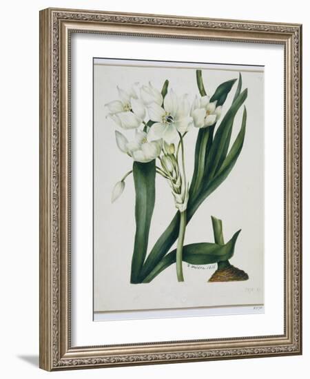 White Flowers with Long Dark Green Leaves-Samuel Holden-Framed Giclee Print