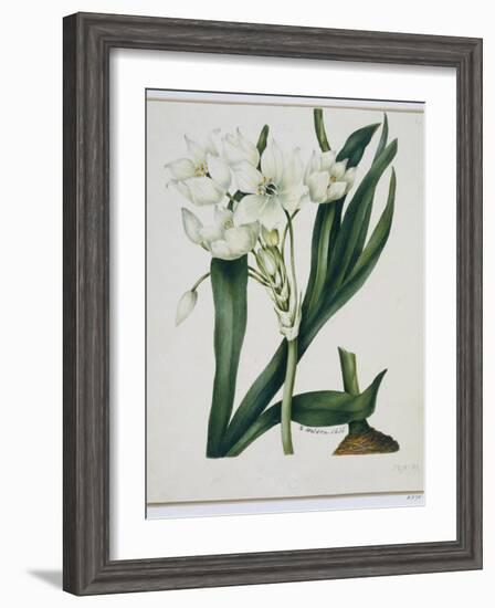 White Flowers with Long Dark Green Leaves-Samuel Holden-Framed Giclee Print