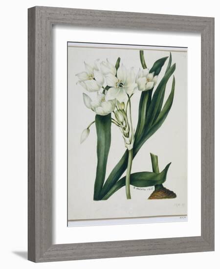 White Flowers with Long Dark Green Leaves-Samuel Holden-Framed Giclee Print