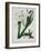 White Flowers with Long Dark Green Leaves-Samuel Holden-Framed Giclee Print