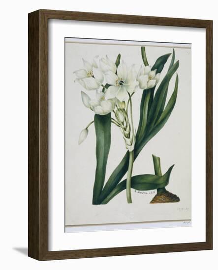 White Flowers with Long Dark Green Leaves-Samuel Holden-Framed Giclee Print