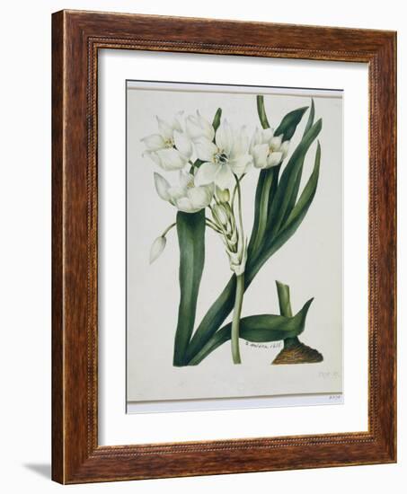 White Flowers with Long Dark Green Leaves-Samuel Holden-Framed Giclee Print