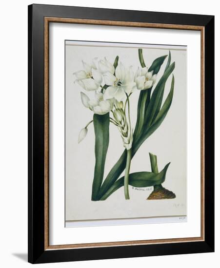 White Flowers with Long Dark Green Leaves-Samuel Holden-Framed Giclee Print