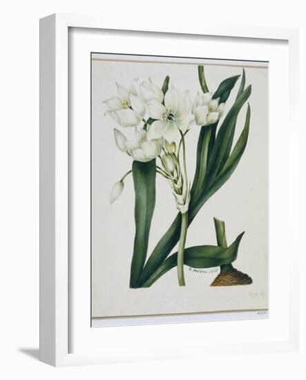 White Flowers with Long Dark Green Leaves-Samuel Holden-Framed Giclee Print