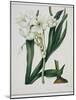 White Flowers with Long Dark Green Leaves-Samuel Holden-Mounted Giclee Print