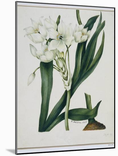 White Flowers with Long Dark Green Leaves-Samuel Holden-Mounted Giclee Print