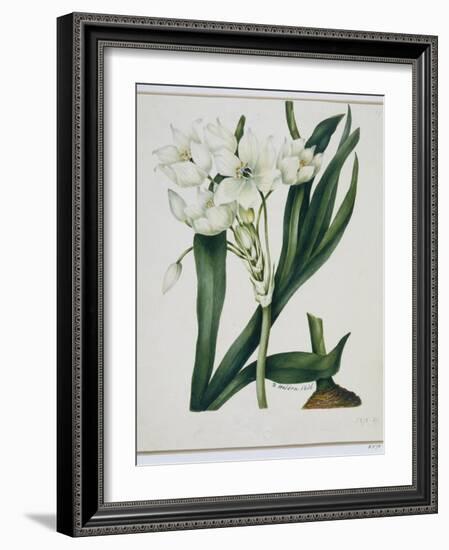 White Flowers with Long Dark Green Leaves-Samuel Holden-Framed Giclee Print