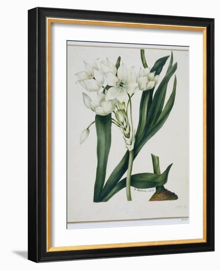 White Flowers with Long Dark Green Leaves-Samuel Holden-Framed Giclee Print