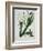 White Flowers with Long Dark Green Leaves-Samuel Holden-Framed Giclee Print