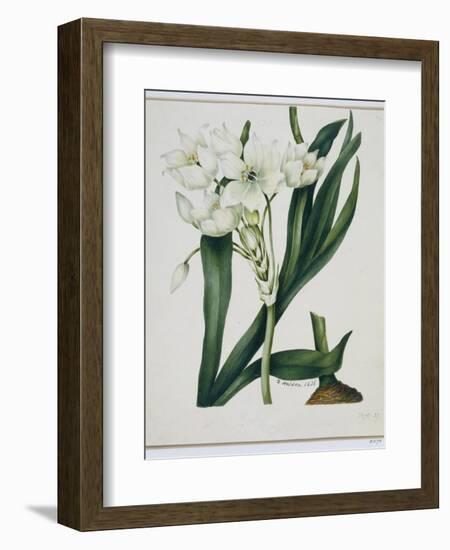 White Flowers with Long Dark Green Leaves-Samuel Holden-Framed Giclee Print