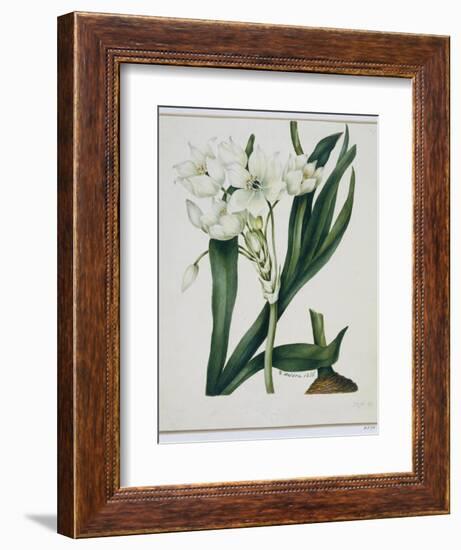 White Flowers with Long Dark Green Leaves-Samuel Holden-Framed Giclee Print