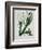 White Flowers with Long Dark Green Leaves-Samuel Holden-Framed Giclee Print