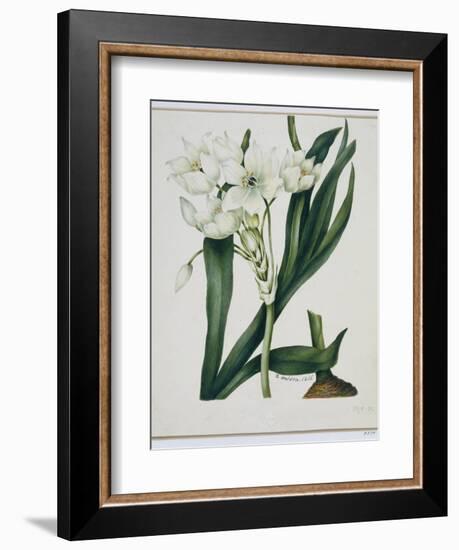 White Flowers with Long Dark Green Leaves-Samuel Holden-Framed Giclee Print