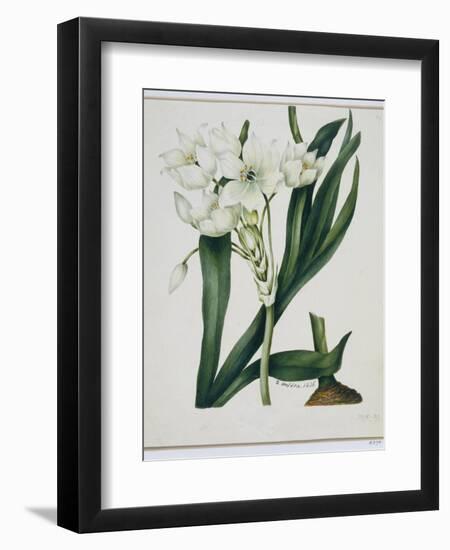 White Flowers with Long Dark Green Leaves-Samuel Holden-Framed Giclee Print