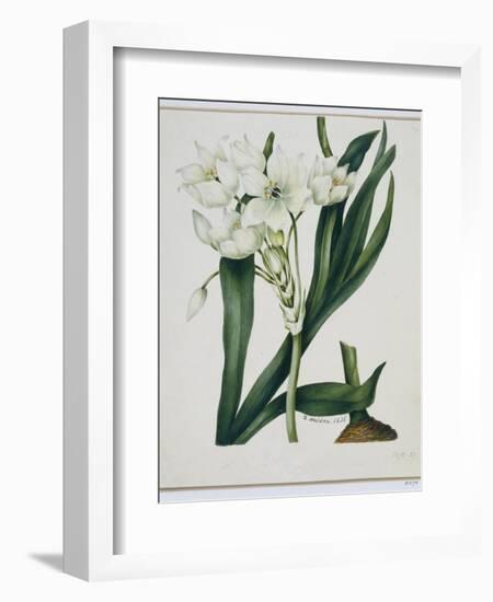 White Flowers with Long Dark Green Leaves-Samuel Holden-Framed Giclee Print