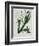 White Flowers with Long Dark Green Leaves-Samuel Holden-Framed Giclee Print