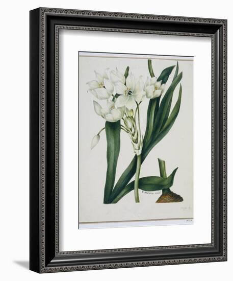 White Flowers with Long Dark Green Leaves-Samuel Holden-Framed Giclee Print
