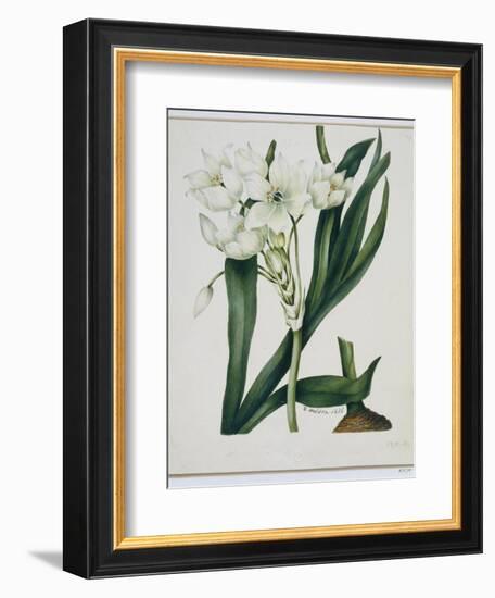 White Flowers with Long Dark Green Leaves-Samuel Holden-Framed Giclee Print