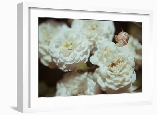 White Flowers-Carolina Hernandez-Framed Photographic Print