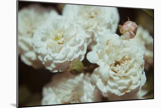 White Flowers-Carolina Hernandez-Mounted Photographic Print
