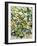 White Flowers-Allan Friedlander-Framed Art Print