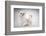 White Fluffy Classic Persian Cats Isolated On White-PH.OK-Framed Photographic Print