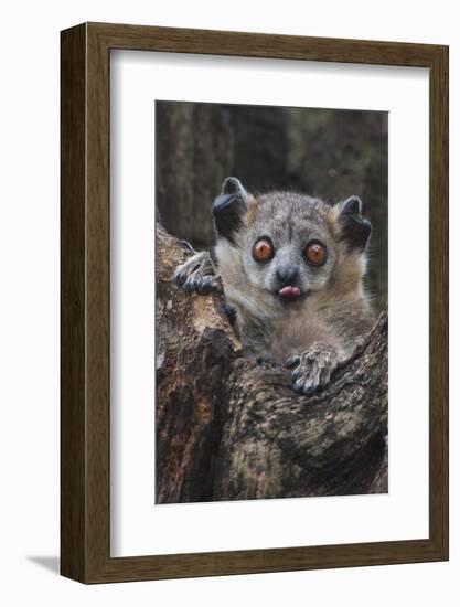 White-footed sportive lemur, Madagascar-Art Wolfe-Framed Photographic Print