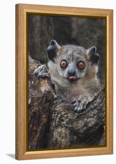 White-footed sportive lemur, Madagascar-Art Wolfe-Framed Premier Image Canvas