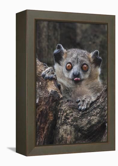 White-footed sportive lemur, Madagascar-Art Wolfe-Framed Premier Image Canvas