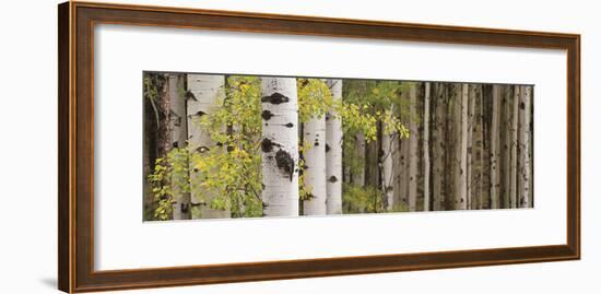 White Forest Standing-Heather Ross-Framed Giclee Print