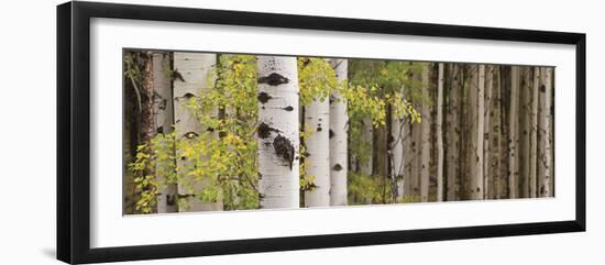 White Forest Standing-Heather Ross-Framed Giclee Print