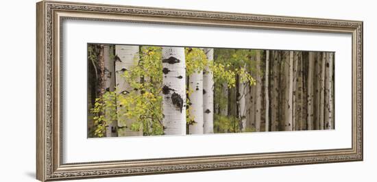 White Forest Standing-Heather Ross-Framed Giclee Print