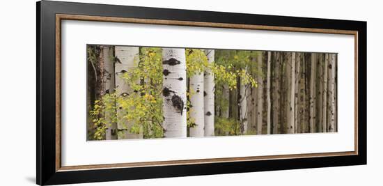 White Forest Standing-Heather Ross-Framed Giclee Print