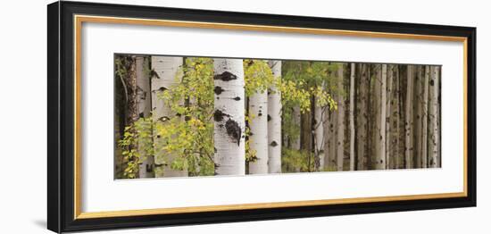 White Forest Standing-Heather Ross-Framed Giclee Print
